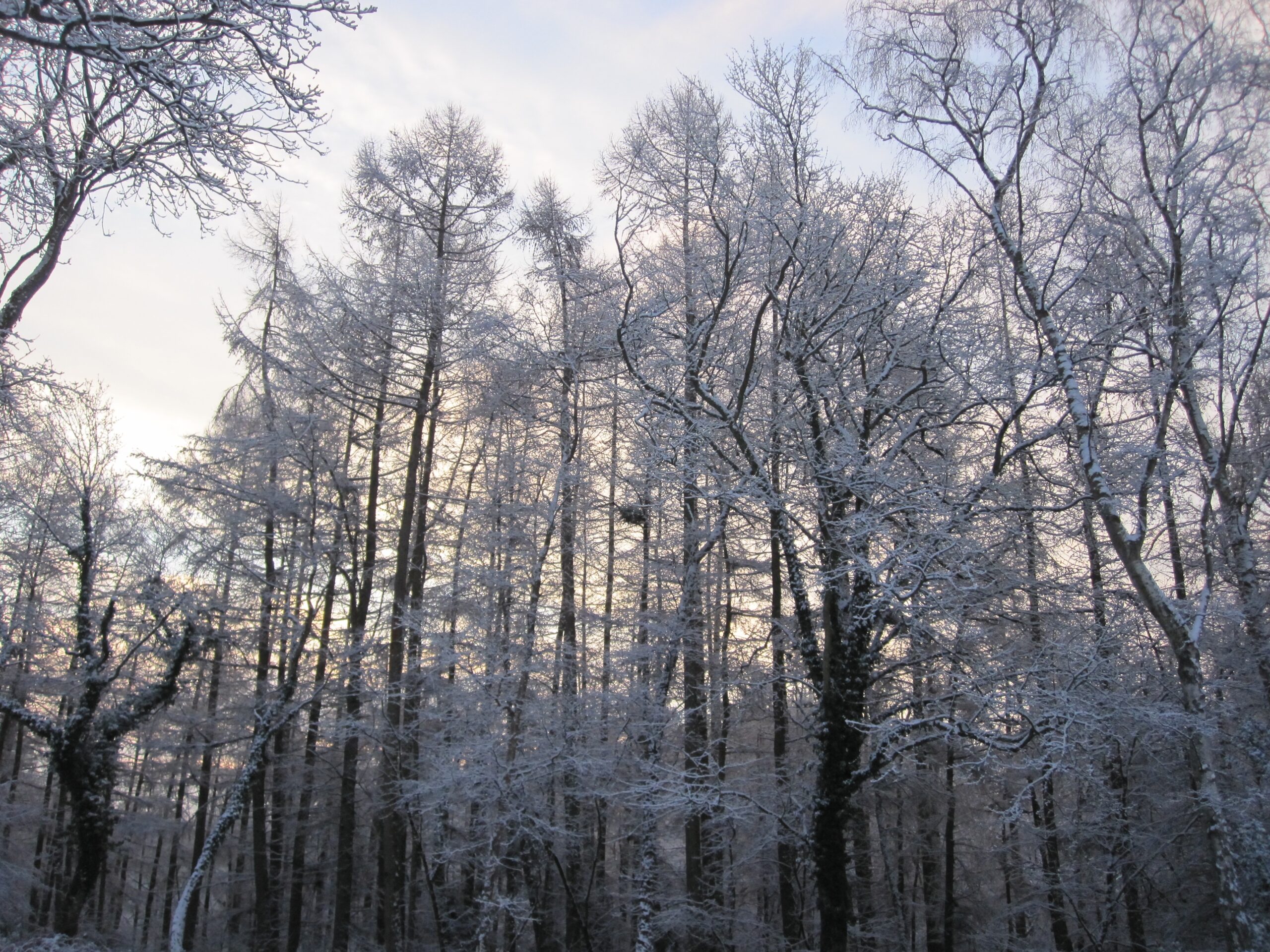 Winter